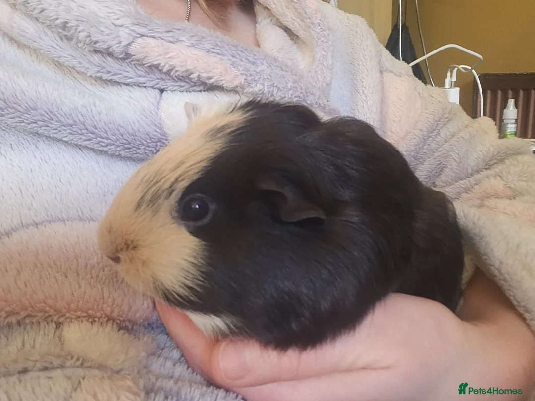 Guinea Pig rodents for sale: 3 girlies and cage included - Advert 2