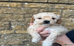 Cavachon dogs for sale: Cavapoochon puppies  - Image 6