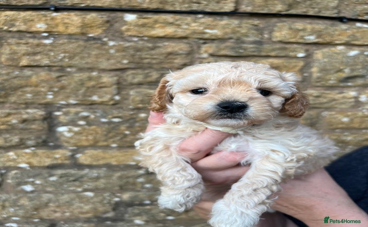Cavachon dogs - Advert 1