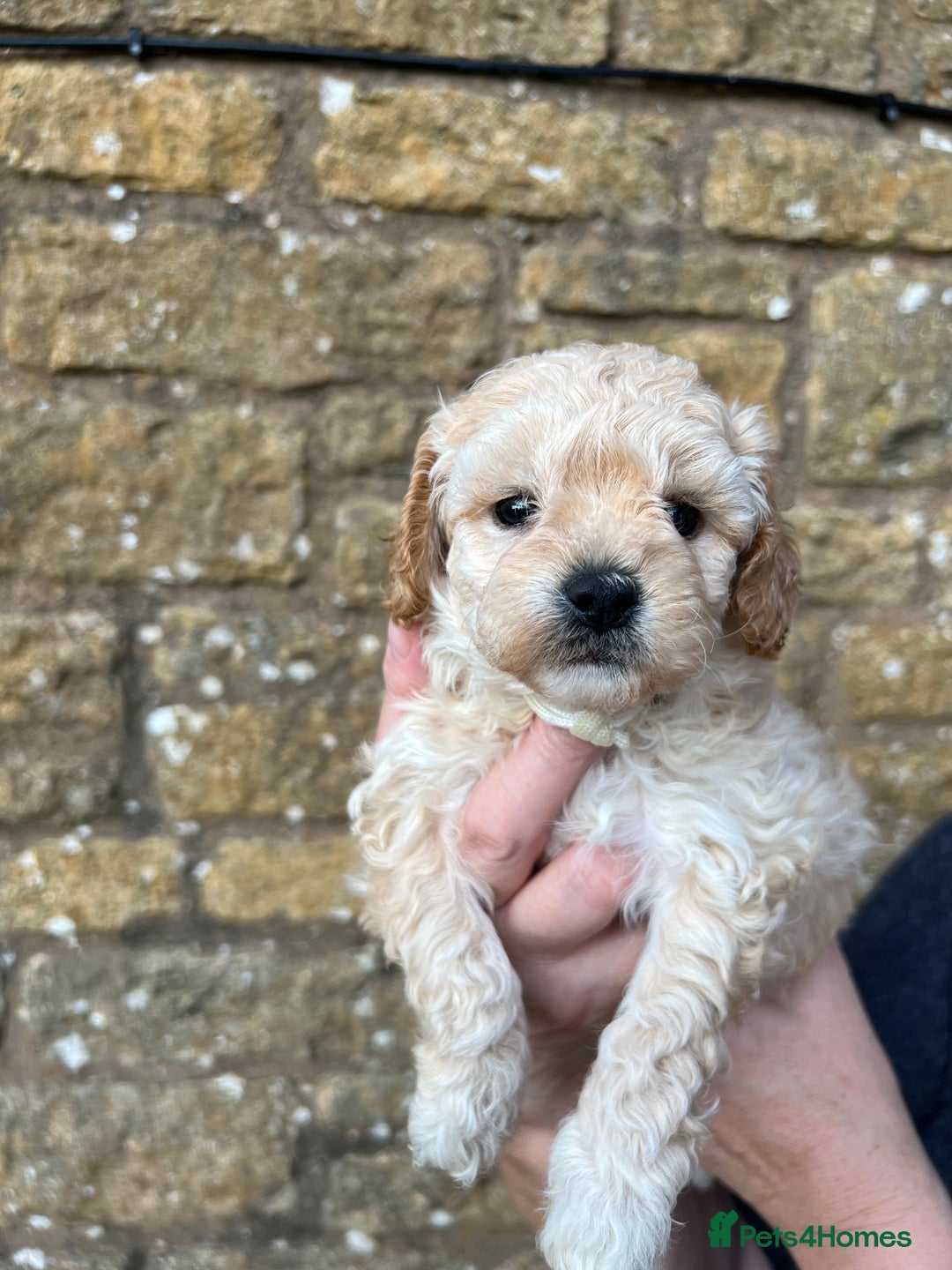 Cavachon dogs for sale: Cavapoochon puppies  - Image 6