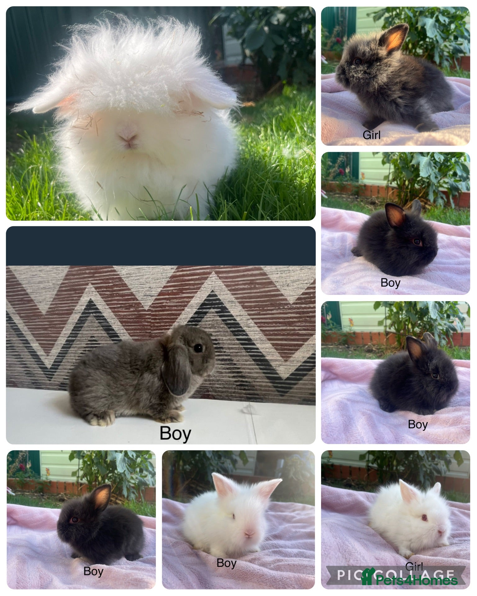Lionhead rabbits Mini double maned lionheads  - Advert 1