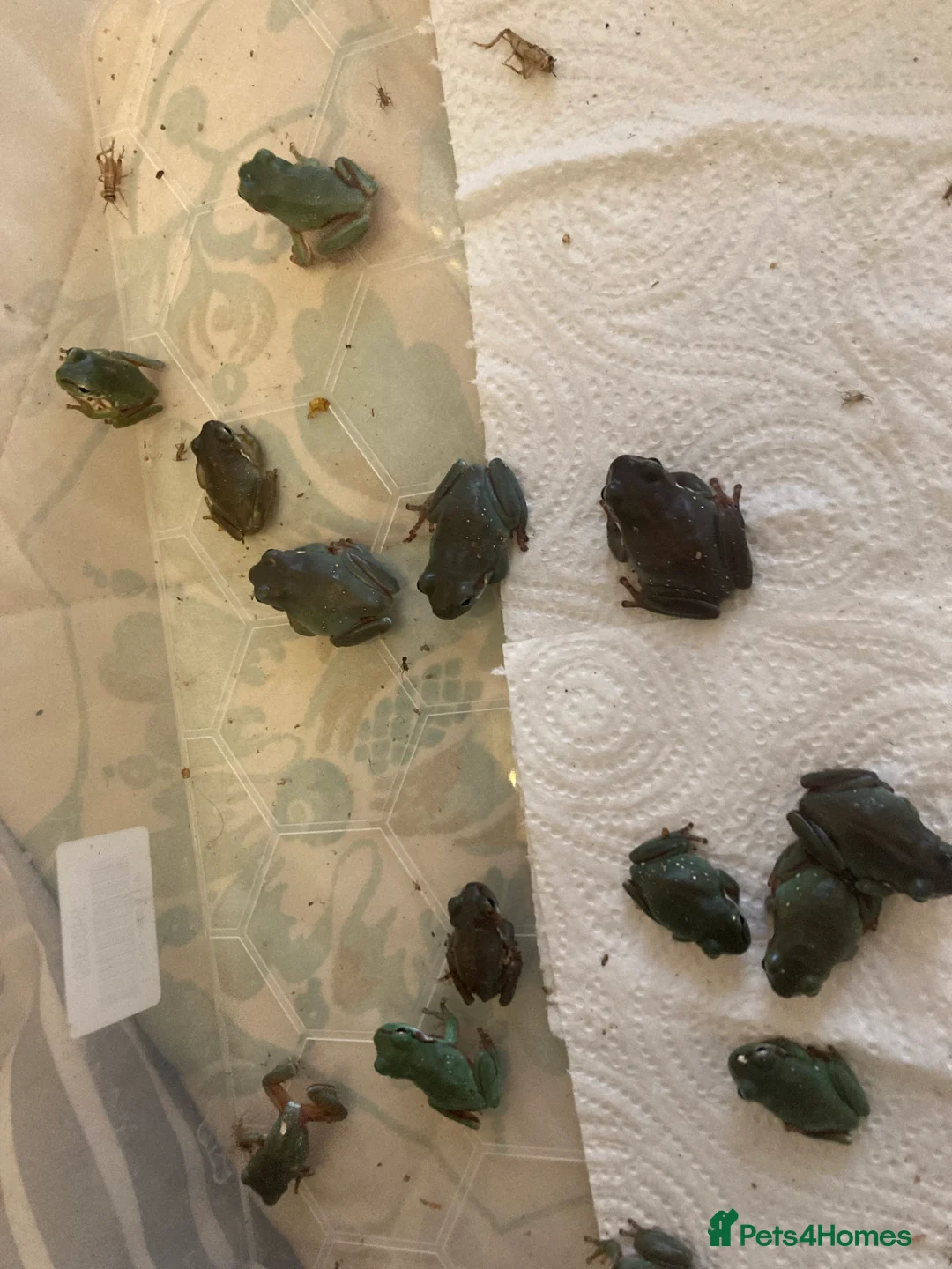 Frog reptiles for sale: Whites tree froglets  - Advert 7