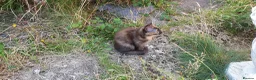 Mixed Breed cats for sale: Beautiful Kittens  - Advert 3