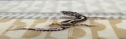 Leopard Gecko reptiles for sale: Baby leopard geckos  - Advert 4