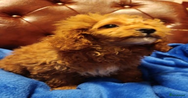 Toy Poodle dogs - Advert 12