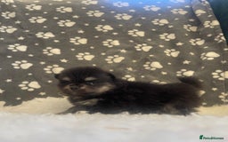 Pomeranian dogs for sale: Stunning litter merl Pomeranian - Image 5