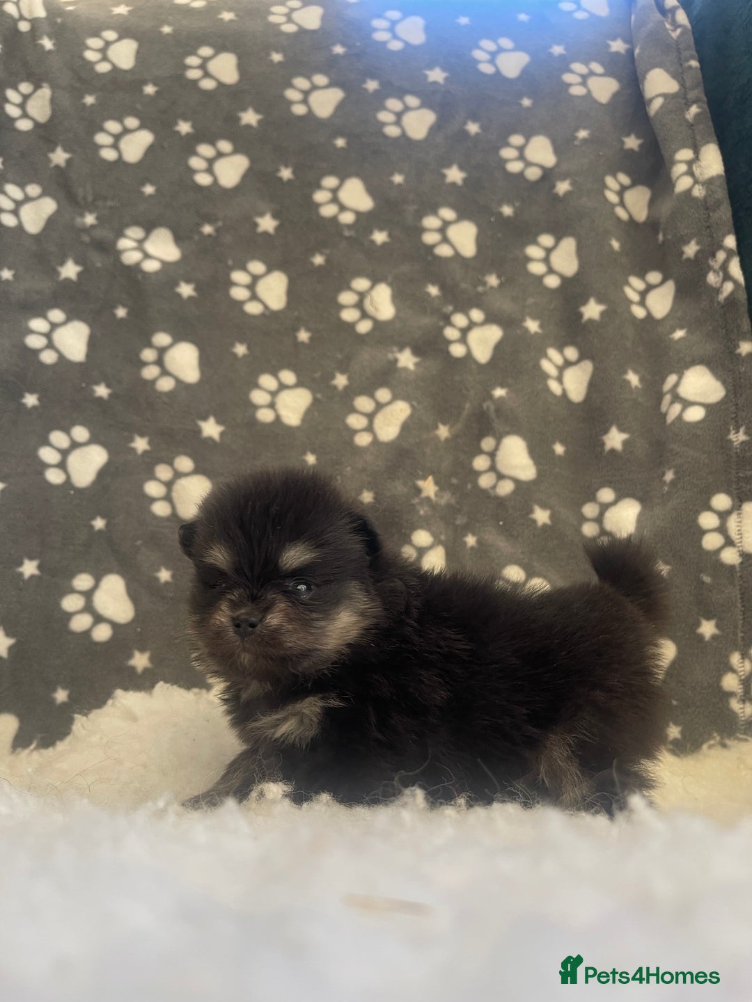 Pomeranian dogs for sale: Stunning litter merl Pomeranian - Image 5