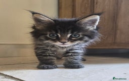 Maine Coon cats for sale: 4 Beautiful GCCF Registered Maine Coon Kittens  - Image 10