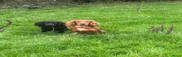 Cocker Spaniel dogs for sale: Cocker spaniel dog pup - Advert 4