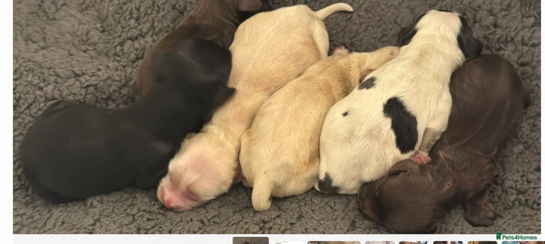 Cockapoo dogs for sale:  Black sable Show cocker/cockerpoo puppies  - Advert 3