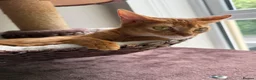 Abyssinian cats for sale: 2 Abyssinian Tica kittens girls  - Advert 11