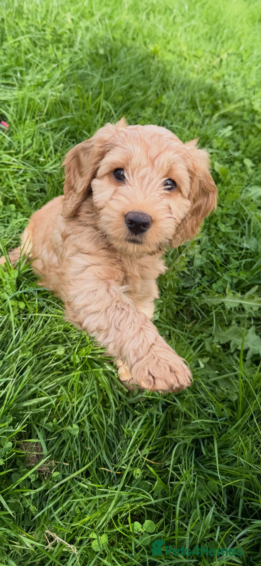 Mixed Breed dogs AVAILABLE NOW!!! For their forever homes  - Advert 6