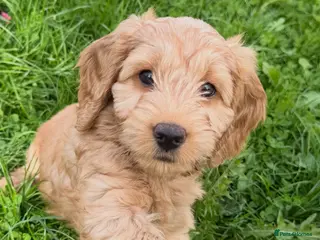 Mixed Breed dogs AVAILABLE NOW!!! For their forever homes - Advert 6