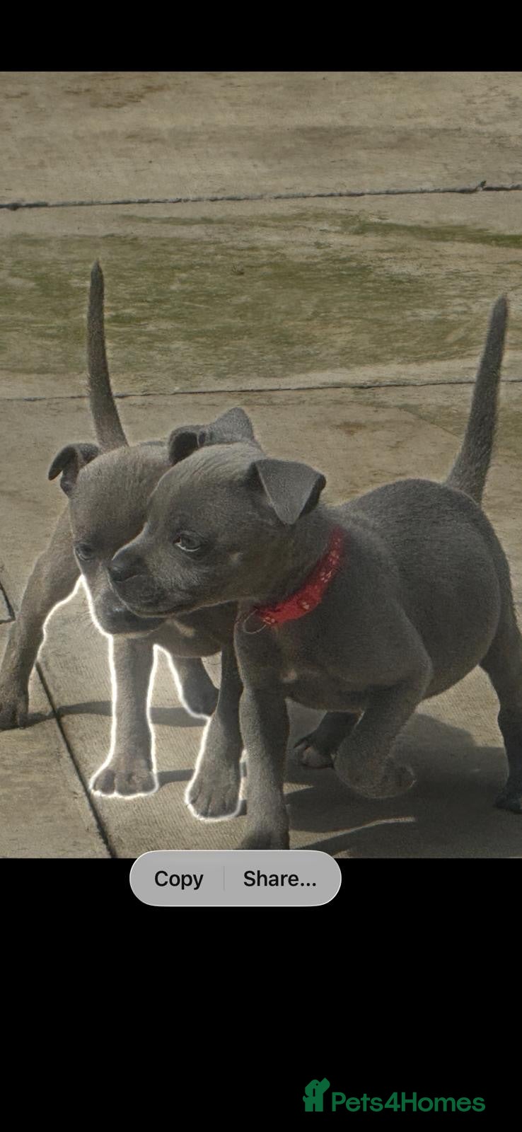 Staffordshire Bull Terrier dogs Staffy pups - Advert 2