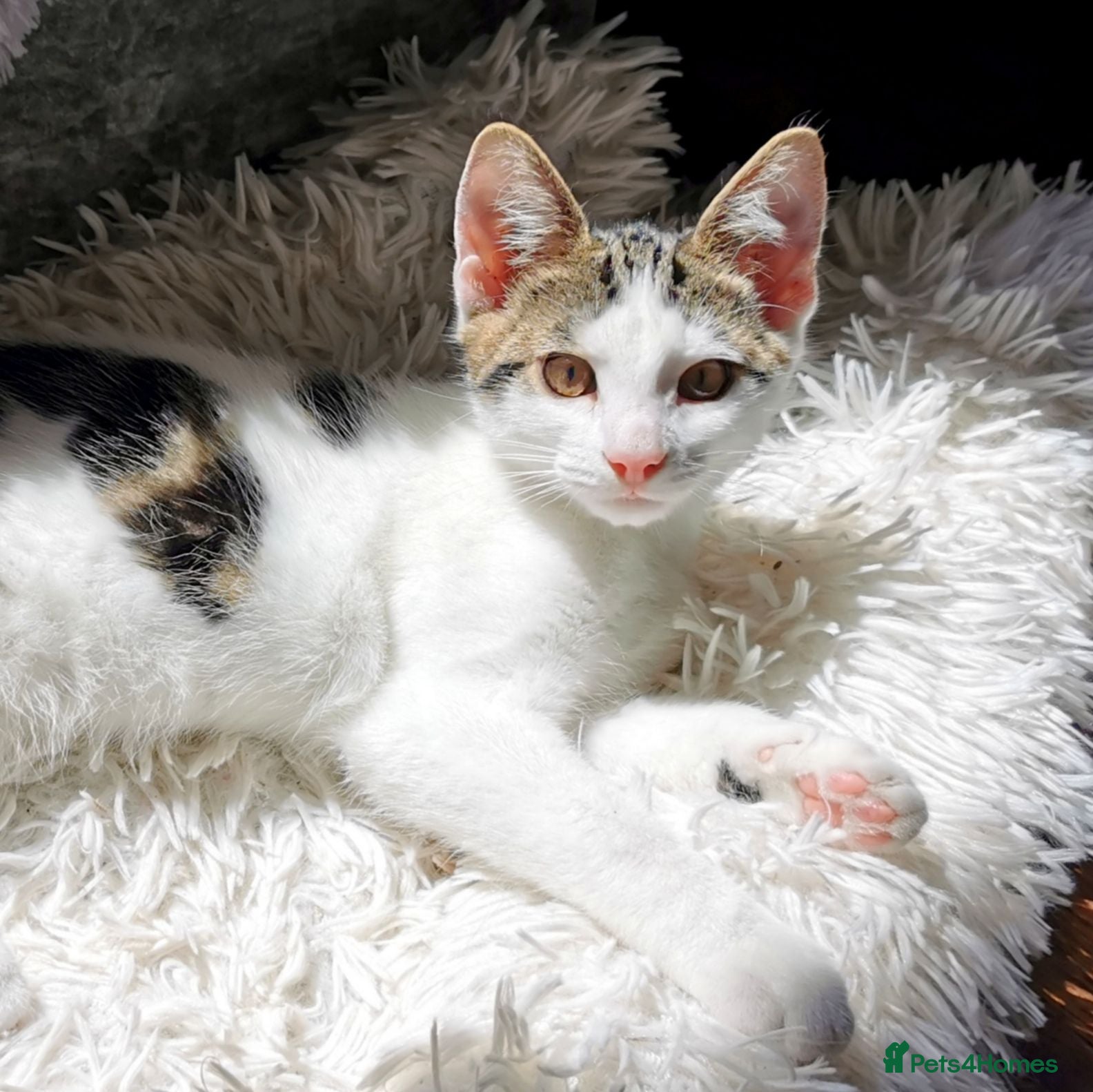 Mixed Breed cats Adorable Playful Kittens Looking for Forever Homes - Advert 2