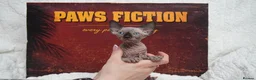 Sphynx cats for sale: Blanket Loving Canadian Sphynx in Manchester - Advert 20