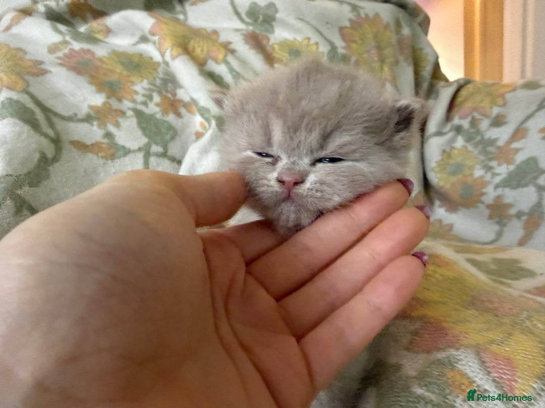 British Shorthair cats for sale: Beautiful GCCF and TICA reg British Shorthair  - Advert 10