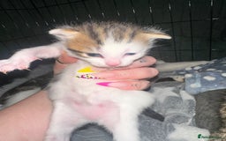 Domestic Shorthair cats for sale: 4 beautiful 3 week old kittens  in Rugeley - Image 2