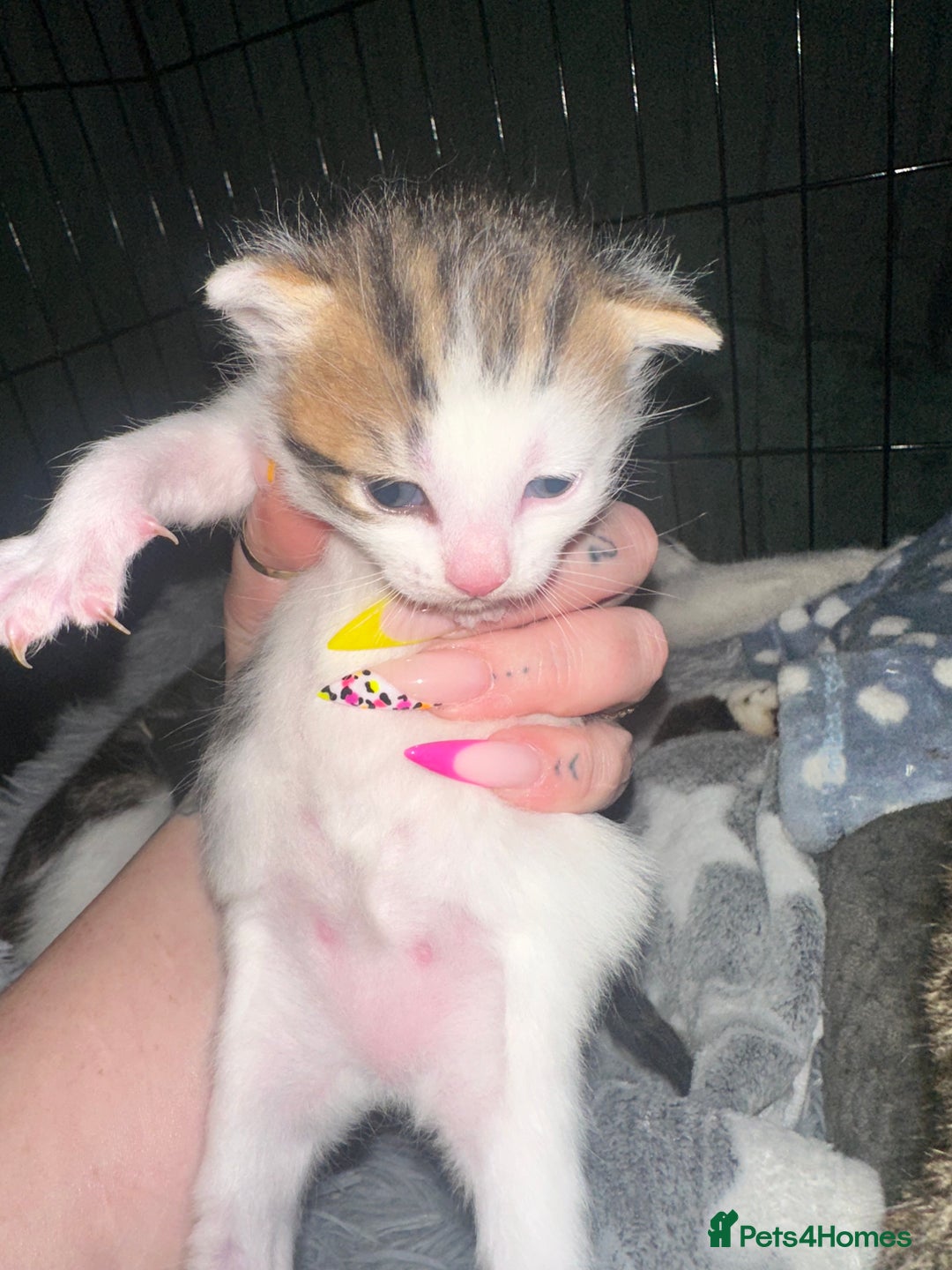 Domestic Shorthair cats for sale: 4 beautiful 3 week old kittens  in Rugeley - Image 2