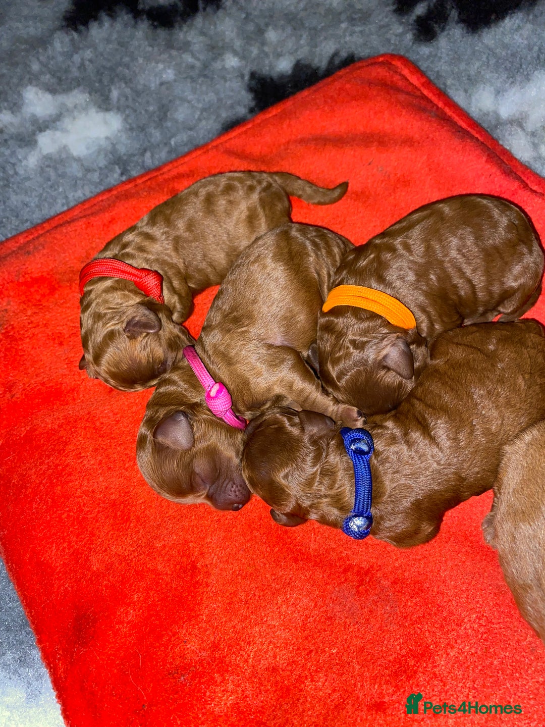 Toy Poodle dogs for stud: Toy Poodle Stud (Not for Sale) in Houghton le Spring - Advert 7