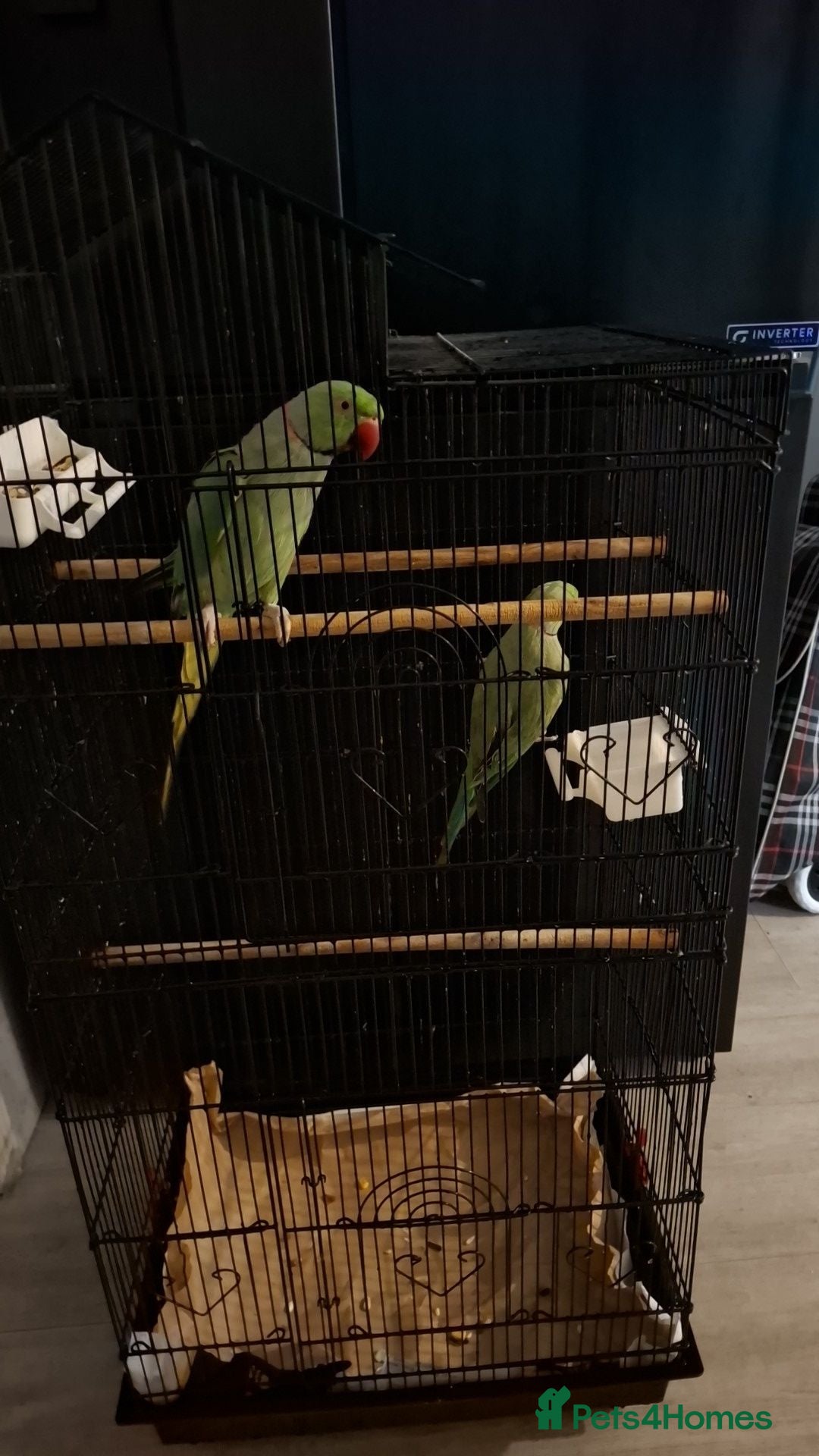 Parrots birds Two beautiful Indian ringneck  - Advert 1