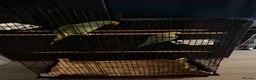 Parrots birds for sale: Two beautiful Indian ringneck  - Advert 1
