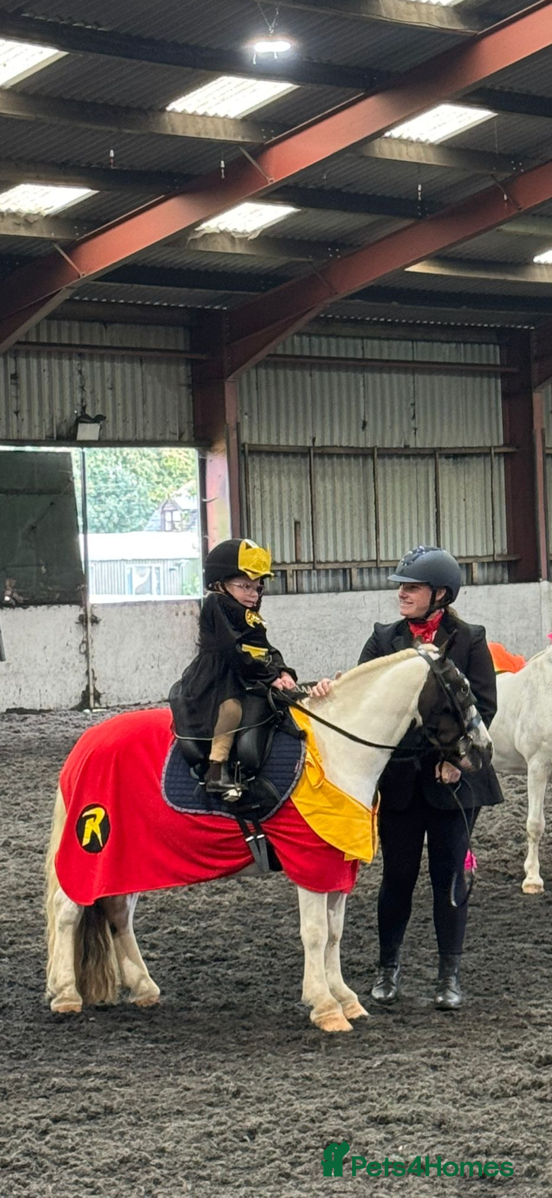 Irish Cob horses for sale: Dolla- 5yr old coblet  - Advert 8