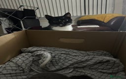 Mixed Breed cats for sale: 3 x Black and white tuxedo male kittens £200 each - Image 9