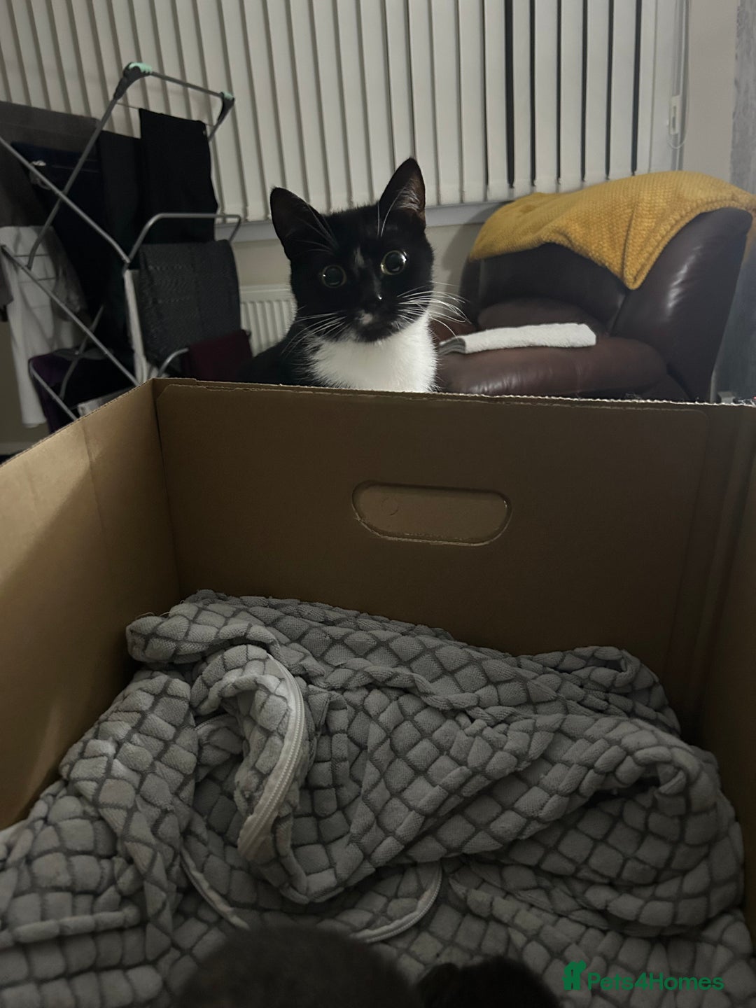 Mixed Breed cats for sale: 3 x Black and white tuxedo male kittens £200 each - Image 9