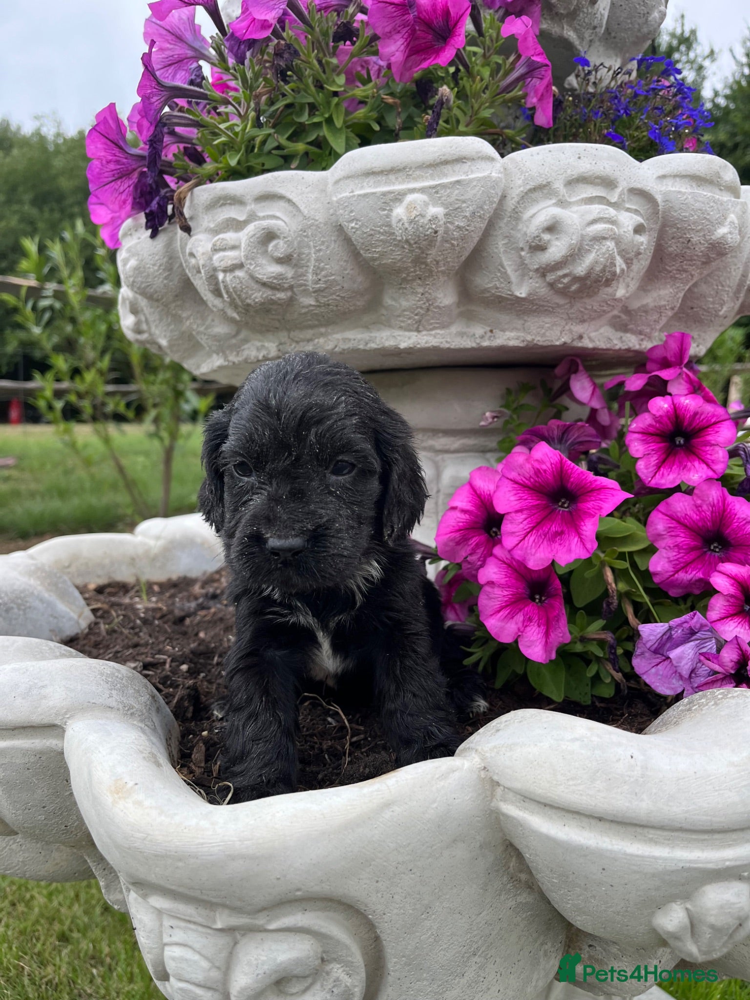 Cocker Spaniel dogs Working cocker spaniel puppies  - Advert 1
