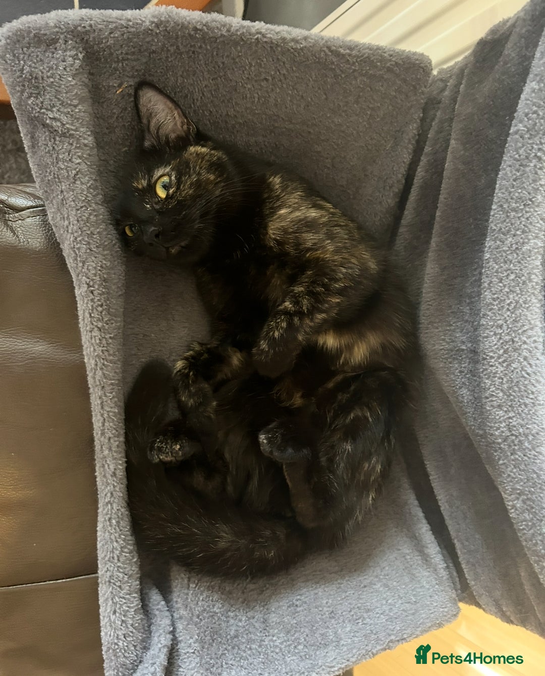 Mixed Breed cats for sale: Cute April Fools Kitty for Sale  - Advert 2