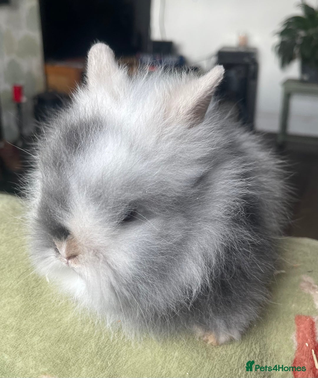 Lionhead rabbits for sale: Stunning DM lionhead rabbits 🐰 - Image 8