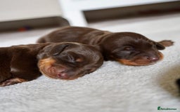Miniature Dachshund dogs for sale: Miniature Smooth-Haired Dachshunds  - Image 14