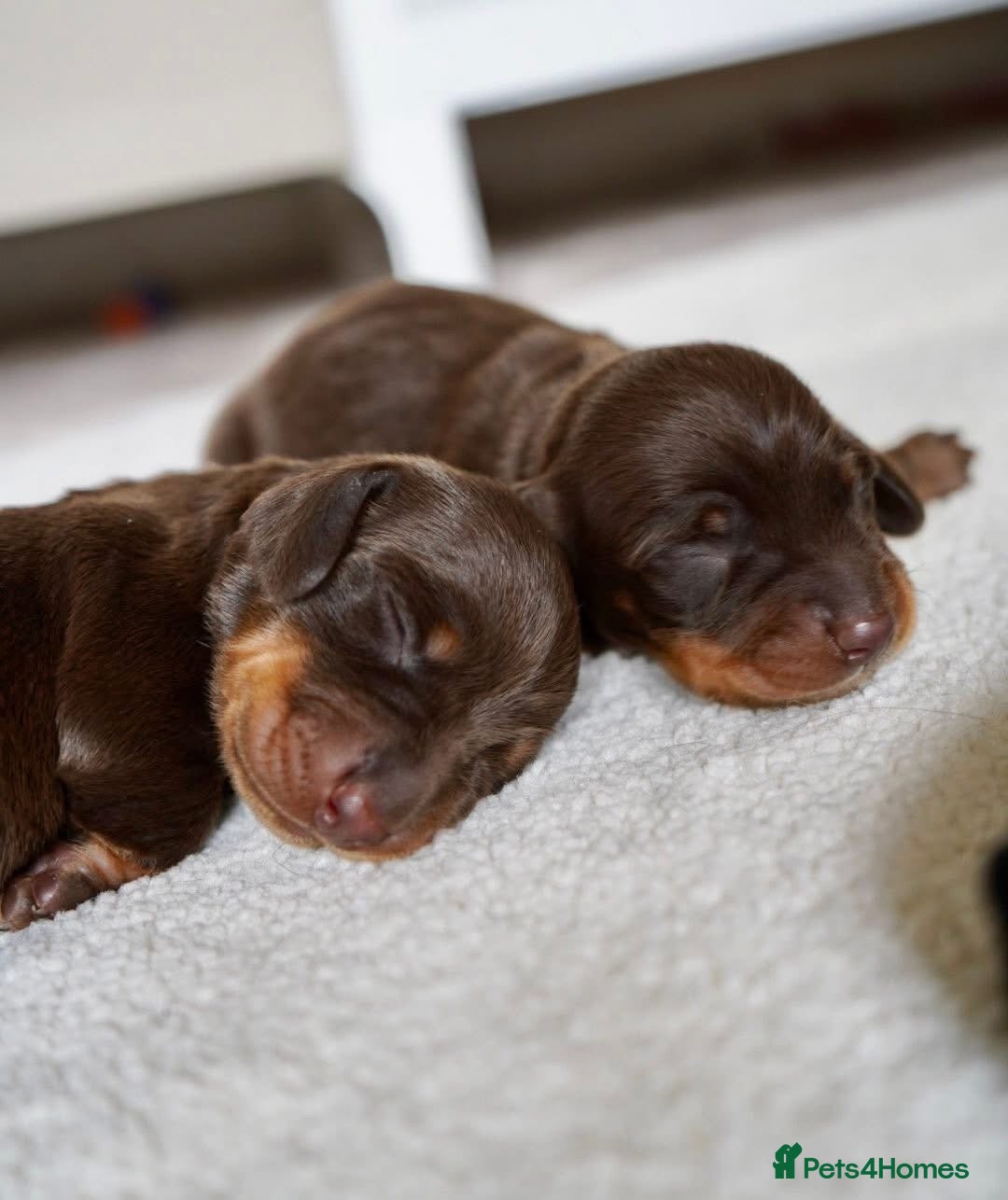 Miniature Dachshund dogs for sale: Miniature Smooth-Haired Dachshunds  - Image 14