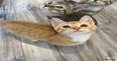 Mixed Breed cats - Advert 5