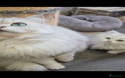 Persian cats for sale: 9 Week Old Persian Playful Kitten - Image 3