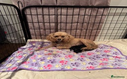 Toy Poodle dogs for sale: 3x Toy Poodle Pups - Image 5