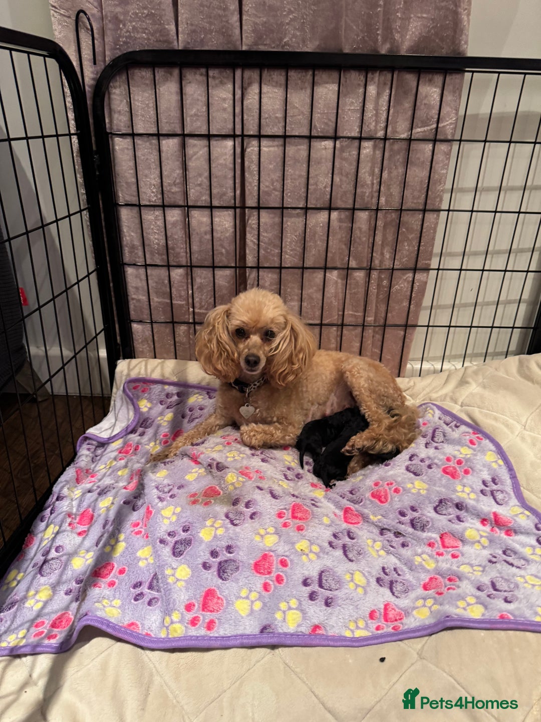 Toy Poodle dogs for sale: 3x Toy Poodle Pups - Image 5