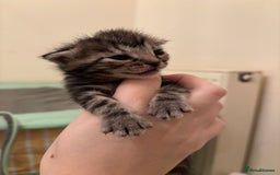 Mixed Breed cats for sale: Devon Rex x Bengal cross kittens  - Advert 14