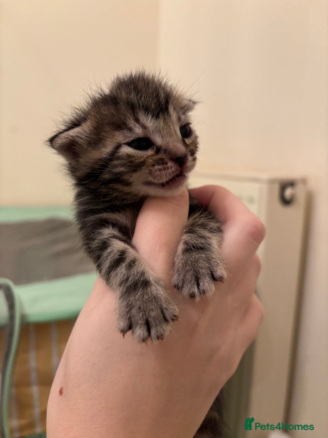 Mixed Breed cats for sale: Devon Rex x Bengal cross kittens  - Advert 14