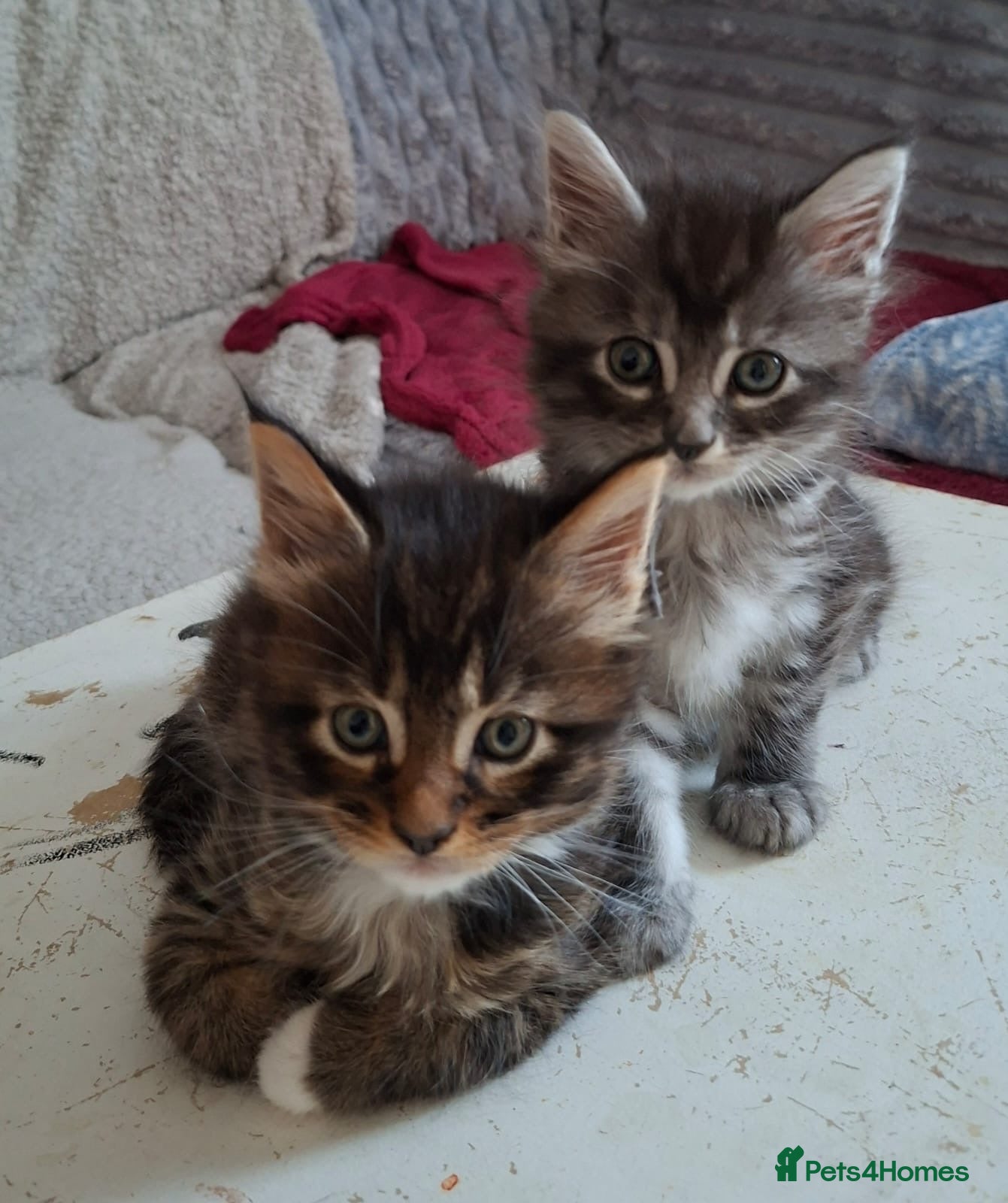 Maine Coon cats 3 Maine Coon kittens. - Advert 9