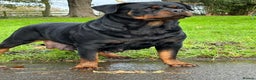 Rottweiler dogs for sale: 🏆 Champion Bred XL Rottweilers 🏆 - Advert 6
