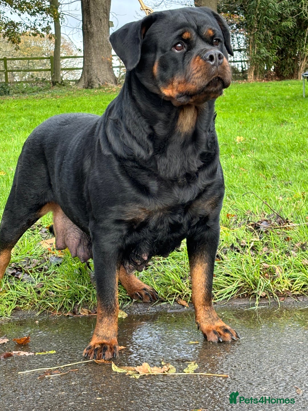 Rottweiler dogs for sale: 🏆 Champion Bred XL Rottweilers 🏆 - Advert 6