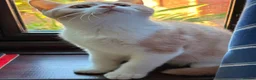 British Shorthair cats for sale: British Shorthair kittens - Advert 4