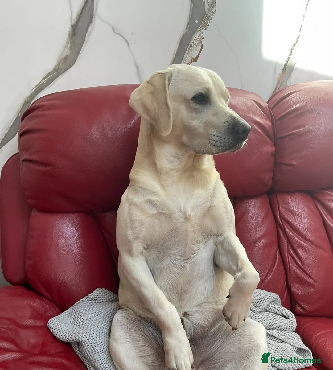 Labrador Retriever dogs for stud: Fantastic KC registered Labrador for stud - Advert 2