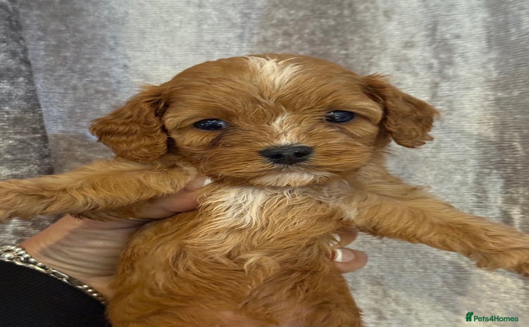 Cavapoo dogs - Advert 2