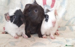 Guinea Pig rodents for sale: BABY GUINEA PIGS AVAILABLE HEREFORDSHIRE  - Image 9