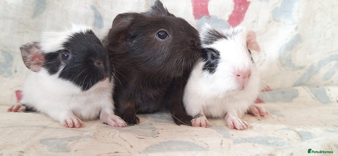 Guinea Pig rodents for sale: BABY GUINEA PIGS AVAILABLE HEREFORDSHIRE  - Image 9
