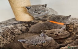 British Shorthair cats for sale: British Shorthair Blue kittens  - Image 5