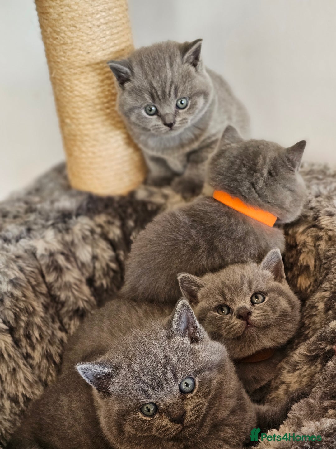 British Shorthair cats for sale: British Shorthair Blue kittens  - Image 5